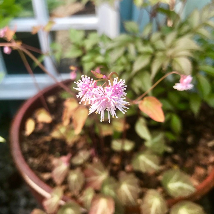 Plant image thalictrum ichangense