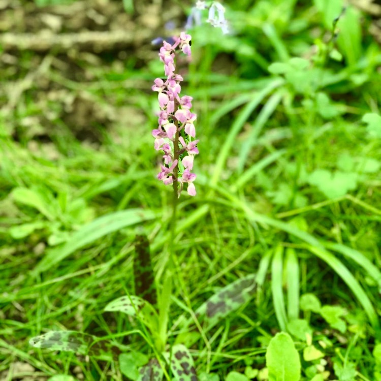 Plant image Orchis mascula