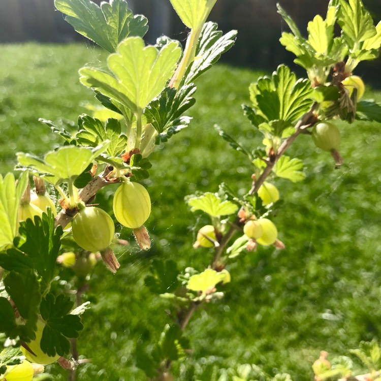 Plant image Ribes uva-crispa 'Hinnonmaki Red'