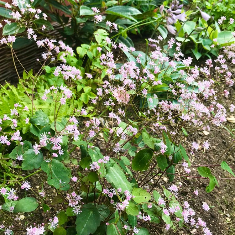 Plant image thalictrum ichangense