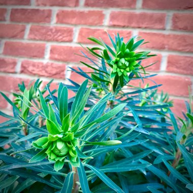 Euphorbia characias 'Black Pearl'