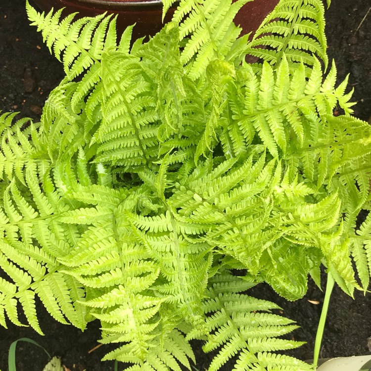 Plant image Polystichum braunii