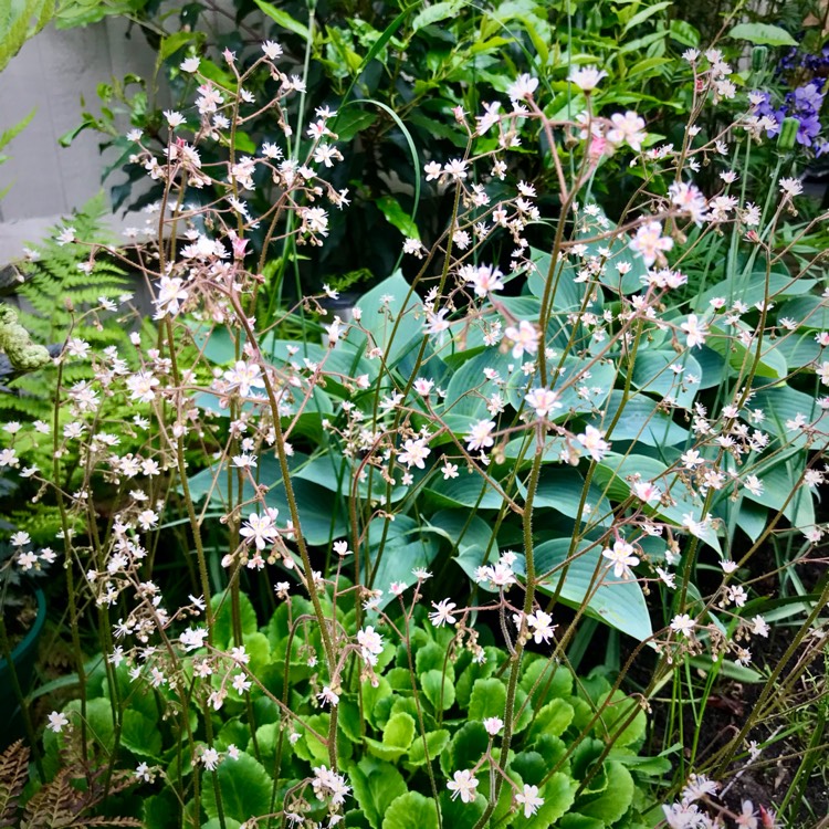 Plant image Saxifraga umbrosa 'Primuloides'