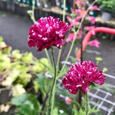 Knautia macedonica