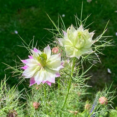 Love-in-a-mist