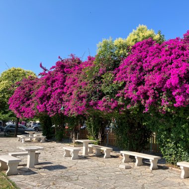 Bougainvillea