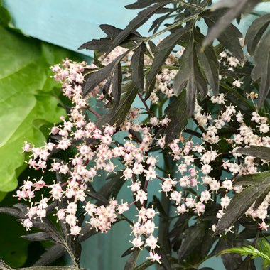 Sambucus nigra f. porphyrophylla 'Eva' syn. Sambucus nigra f. porphyrophylla 'Black Lace', Sambucus nigra 'Black Lace'