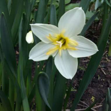 Daffodil