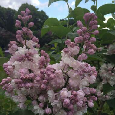 Lilac 'Krasavitsa Moskvy'