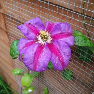 Clematis 'Mrs N Thompson'