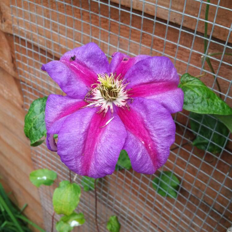 Plant image Clematis 'Mrs N Thompson'