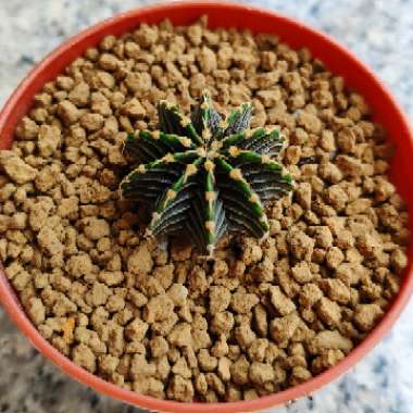 Gymnocalycium mihanovichii LB2178 'Agua Dulce'