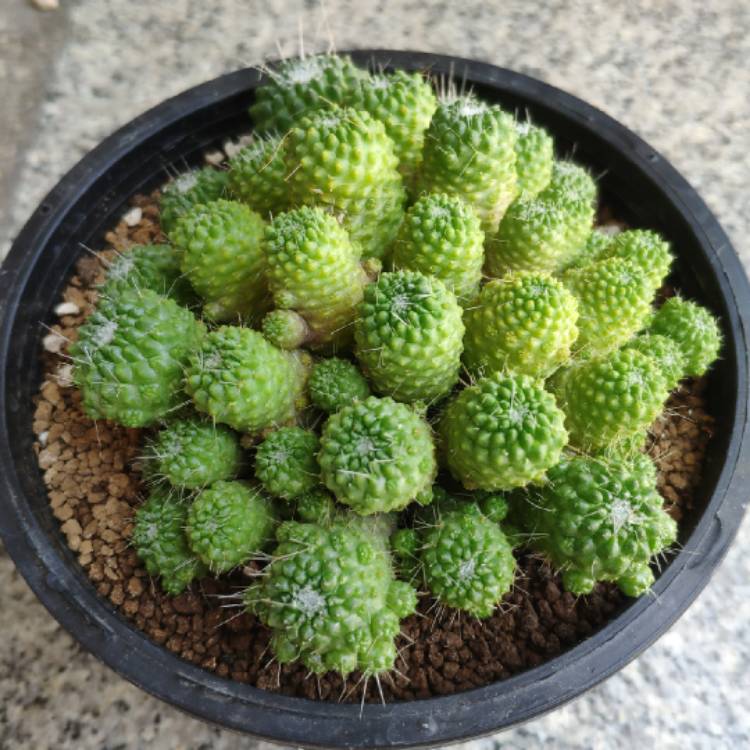 Plant image Mammillaria spinosissima 'Un Pico'