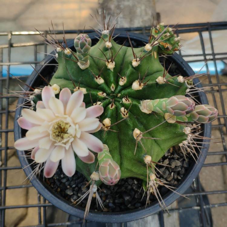 Plant image Gymnocalycium mihanovichii