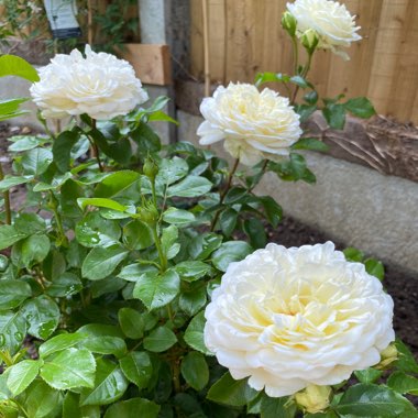 Rose 'Tranquillity' (Shrub)