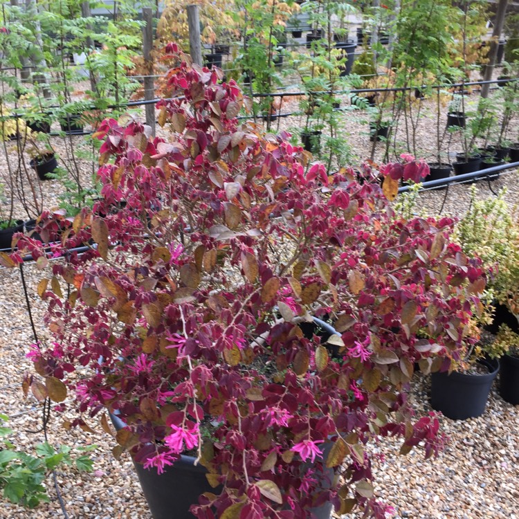 Plant image Loropetalum chinense var. rubrum 'Fire Dance'