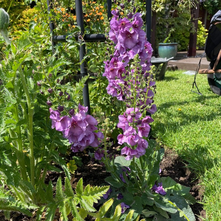 Plant image Verbascum 'Sugar Plum'