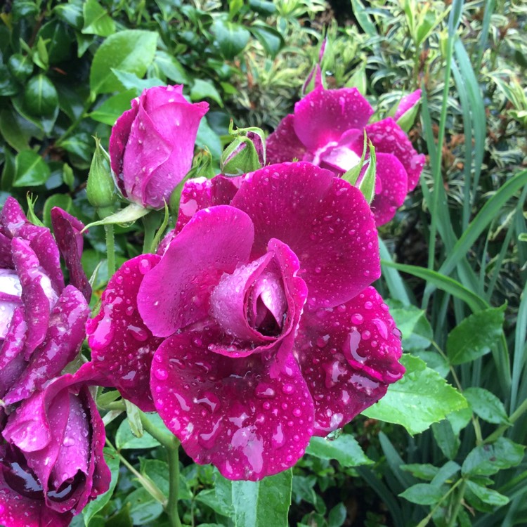 Plant image Rosa 'Prose' syn. Rosa 'Burgundy Iceberg', Rosa 'Burgundy Ice'