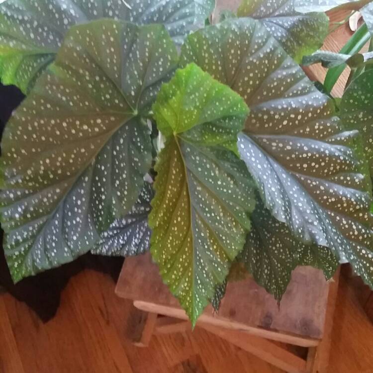 Plant image Begonia maculata 'Raddi'