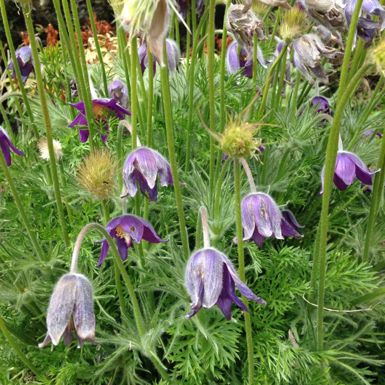 Plant image Pulsatilla vulgaris 'Rode Klokke' syn. Pulsatilla vulgaris 'Rote Glocke', Pulsatilla vulgaris 'Red Bell', Pulsatilla vulgaris 'Red Clock'