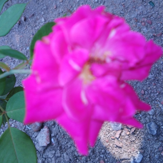 Plant image Rosa indica