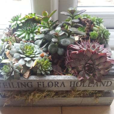 Sempervivum