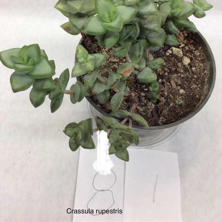 Plant image Crassula rupestris 