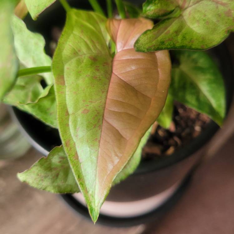 Plant image Syngonium Confetti 