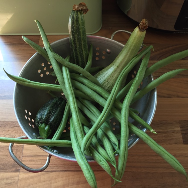 Plant image Phaseolus vulgaris 'Yin Yang'