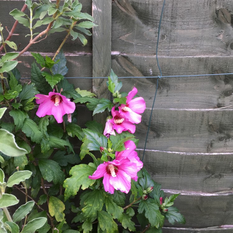 Plant image Hibiscus moscheutos 'Balhibpsw' (Luna Series) syn. Hibiscus moscheutos 'Luna Pink Swirl'