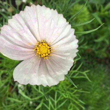 Cosmea 'Cupcake'