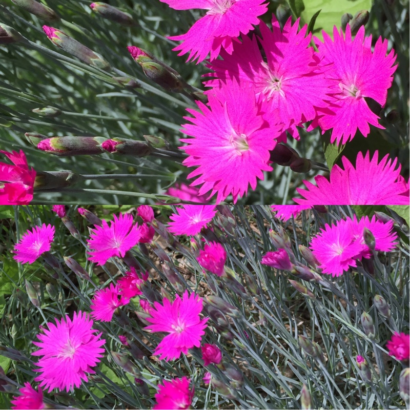 Plant image Dianthus deltoides 'Confetti Carmine Cherry Red'