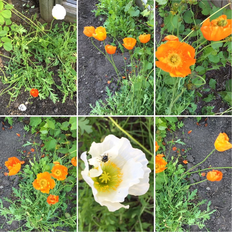 Papaver nudicaule 'Gartenzwerg Group' syn. Papaver nudicaule 'Garden Gnome Group'