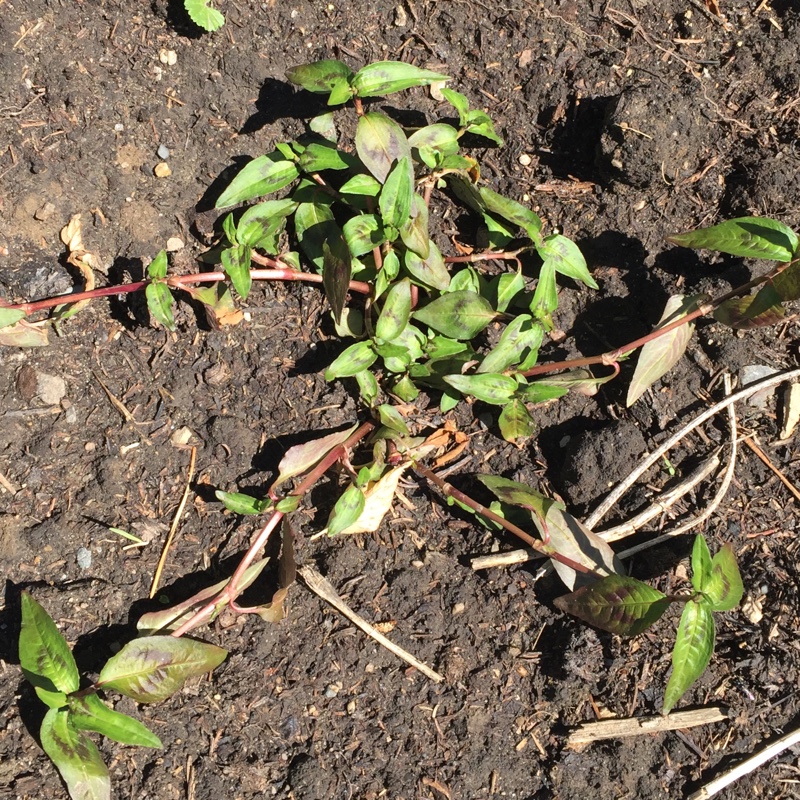 Plant image Persicaria odorata