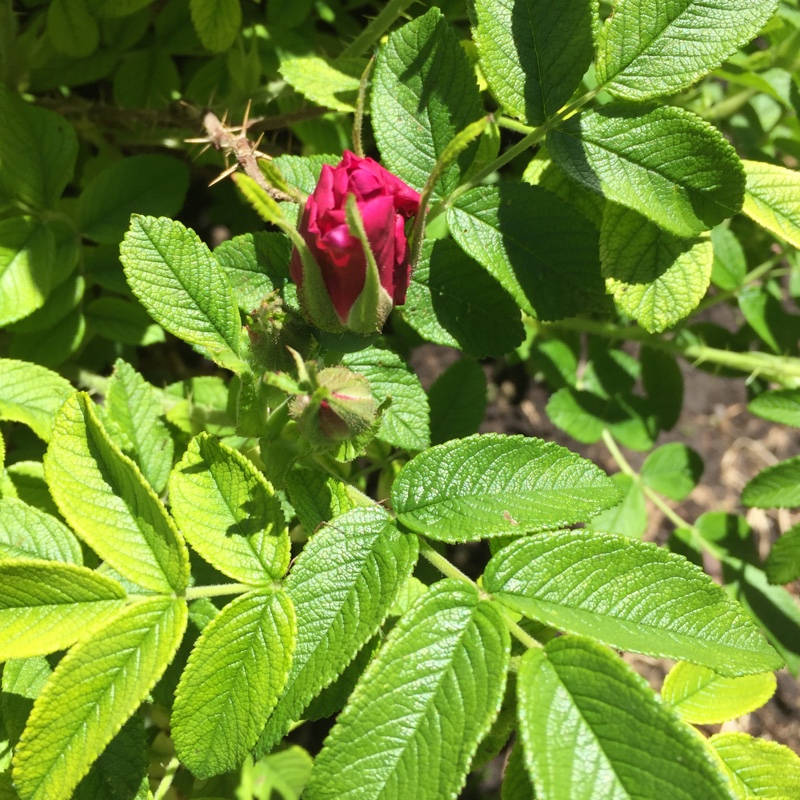 Plant image Rosa 'Winnipeg Parks'