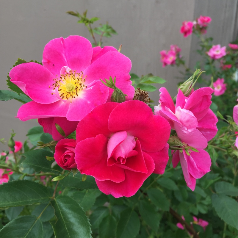 Plant image Rosa 'William Baffin'