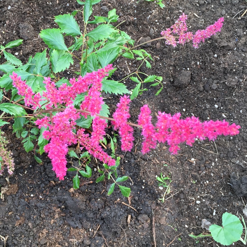 Plant image Astilbe x arendsii 'Fanal'