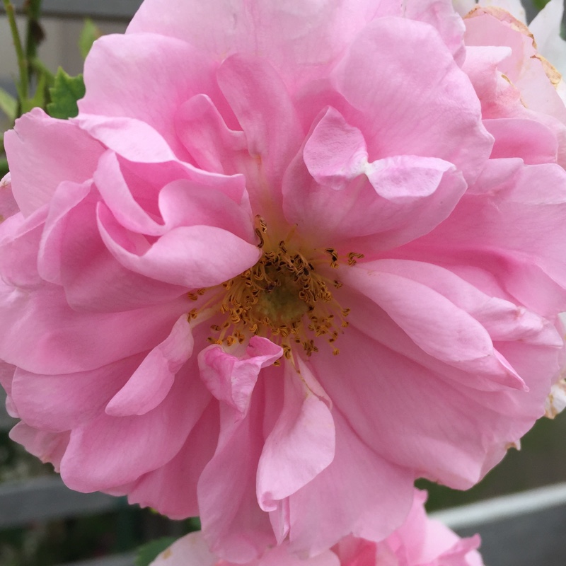 Plant image Rosa 'John Davis' - Explorer Series