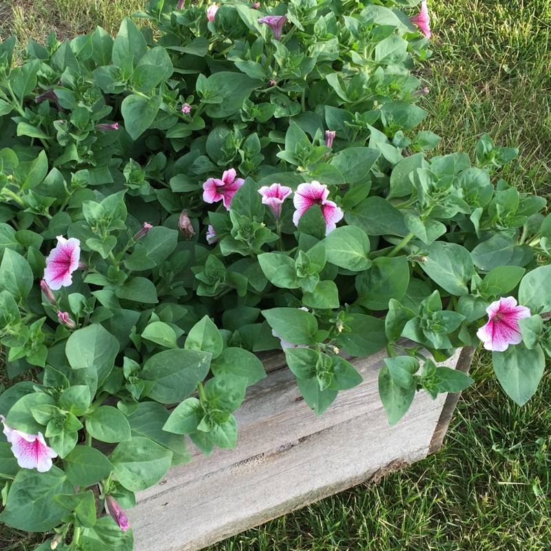 Plant image Petunia 'Opera Supreme Raspberry Ice'