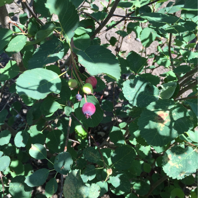 Plant image Amelanchier alnifolia