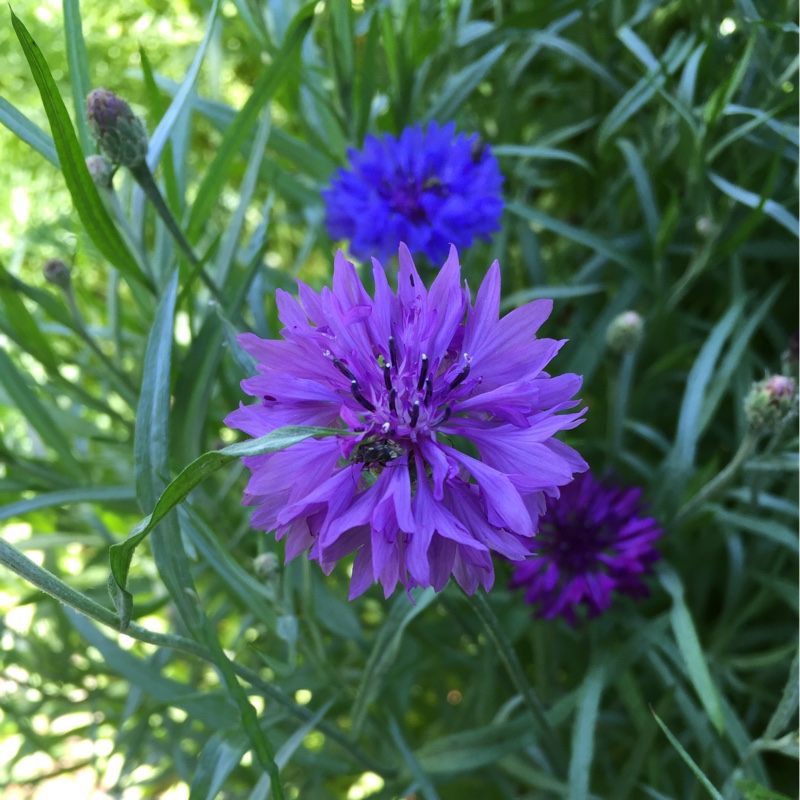 Plant image Centaurea Pulcherrima