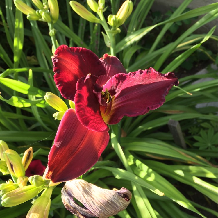 Plant image Hemerocallis 'Bela Lugosi'