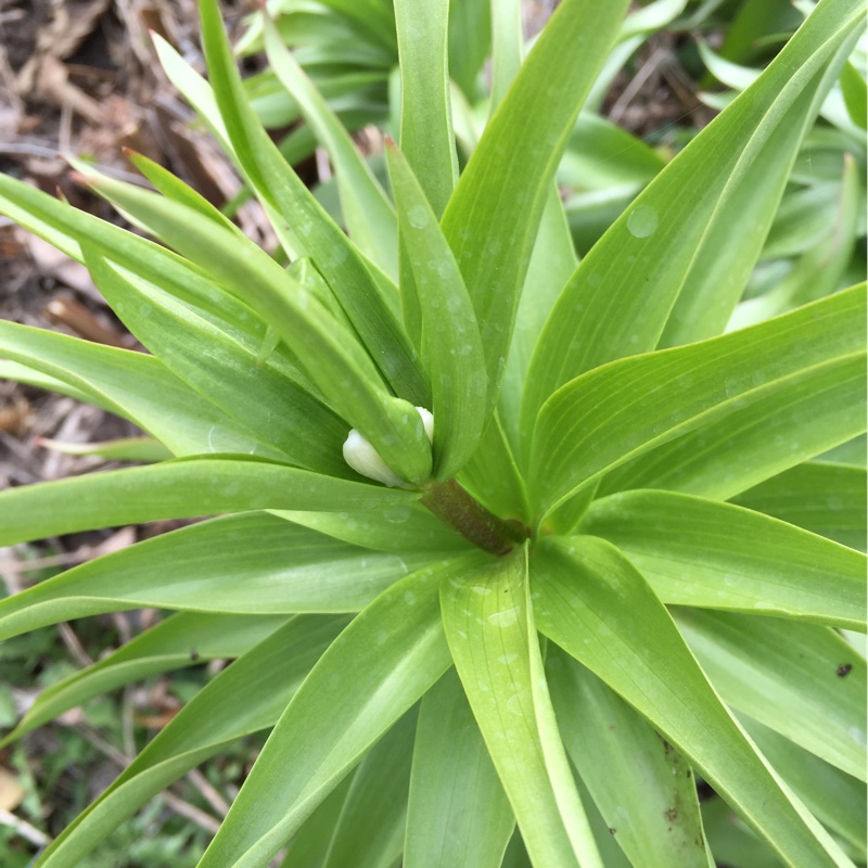 Plant image Fritillaria imperialis 'Lutea'