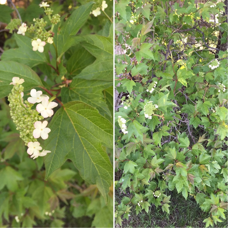 Plant image Viburnum trilobum