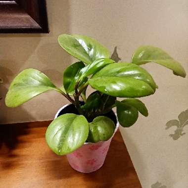 Peperomia scandens