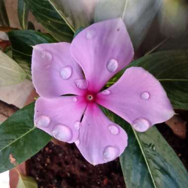 Catharanthus roseus syn. Vinca rosea