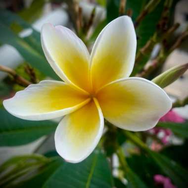 Plumeria