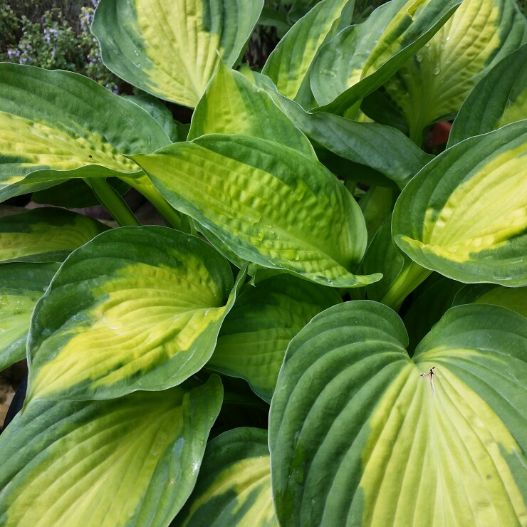 Plant image Hosta 'Dinner Jacket'