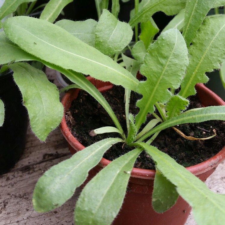 Plant image Limonium platyphyllum syn Limonium Latifolium