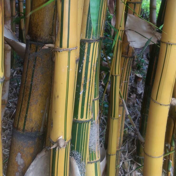 Plant image Phyllostachys aurea 'Albovariegata'